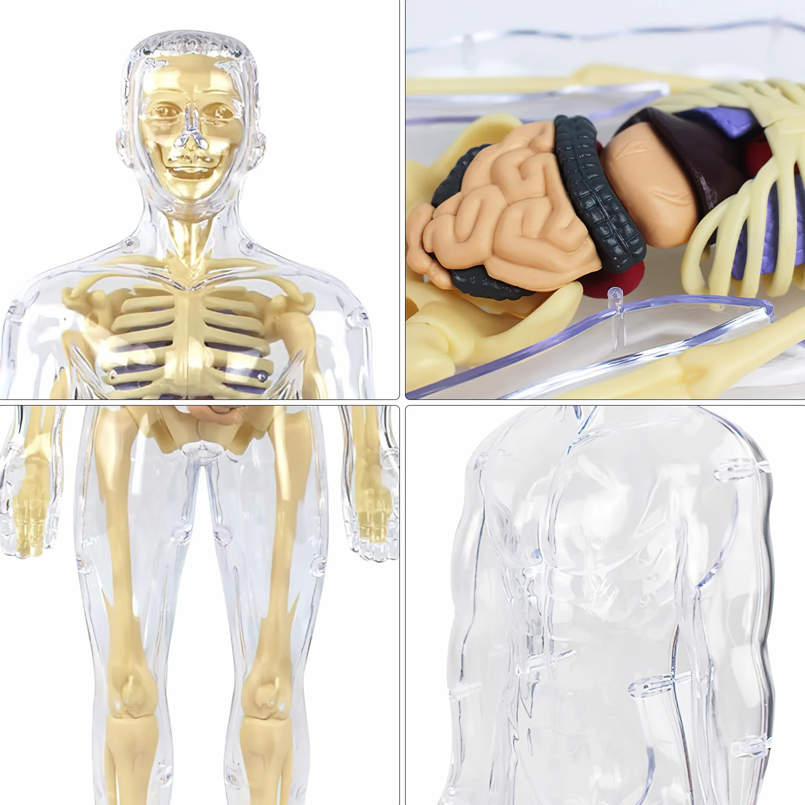 Modelo de torso de cuerpo humano 3D para niños, modelo de anatomía cuerpo humano, modelo de anatomía esqueleto, modelo de enseñanza cuerpo humano, modelo de esqueleto humano