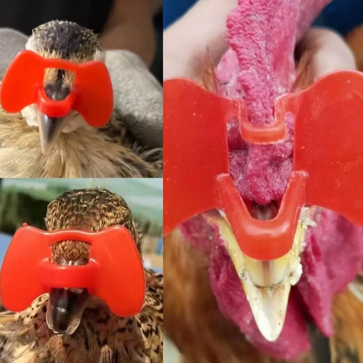 Gafas de pollo – Gafas de aves de corral – Gafas de de faisán de pollo con alicates para picar