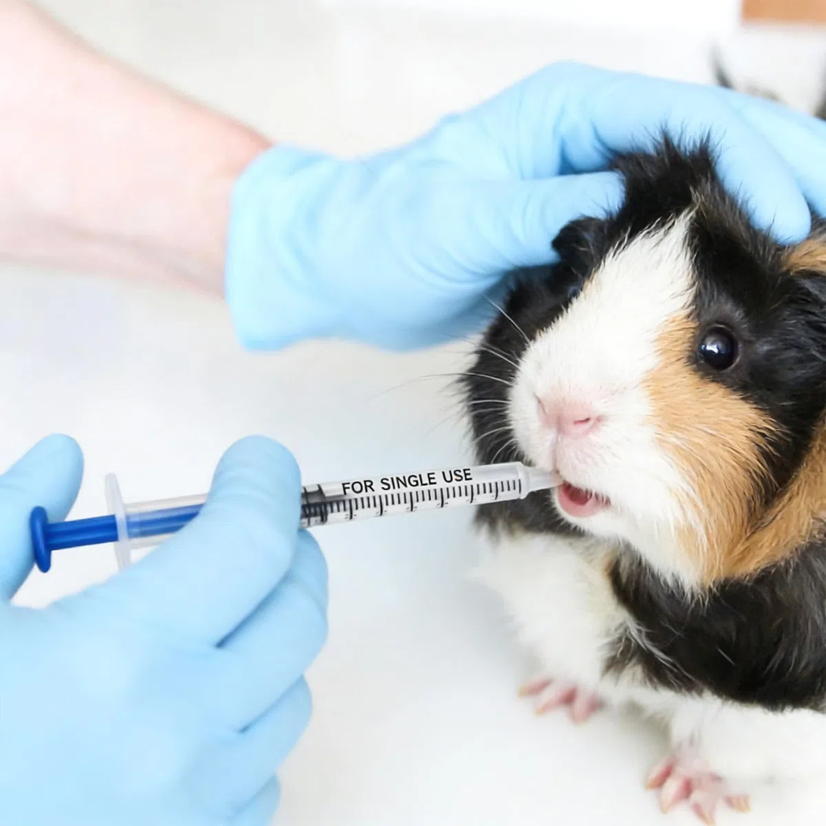 200 jeringas de 1 ml, jeringa de calostro, jeringas de plástico con tapas, embalaje individual, jeringas sin agujas, embalaje individual para alimentación científica de mascotas, laboratorios, riego