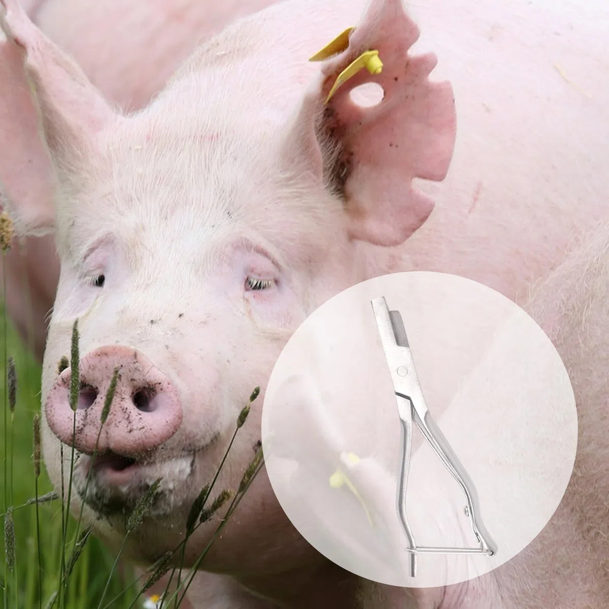Alicates Para Hacer Muescas En Orejas De Cerdo - Alicates Para Marcar Ganado,Alicattes Para Hacer Muescas En Orejas De Cerdo Para Ganado | Animal Instruments Con Mango Ergonómico Para Identifi
