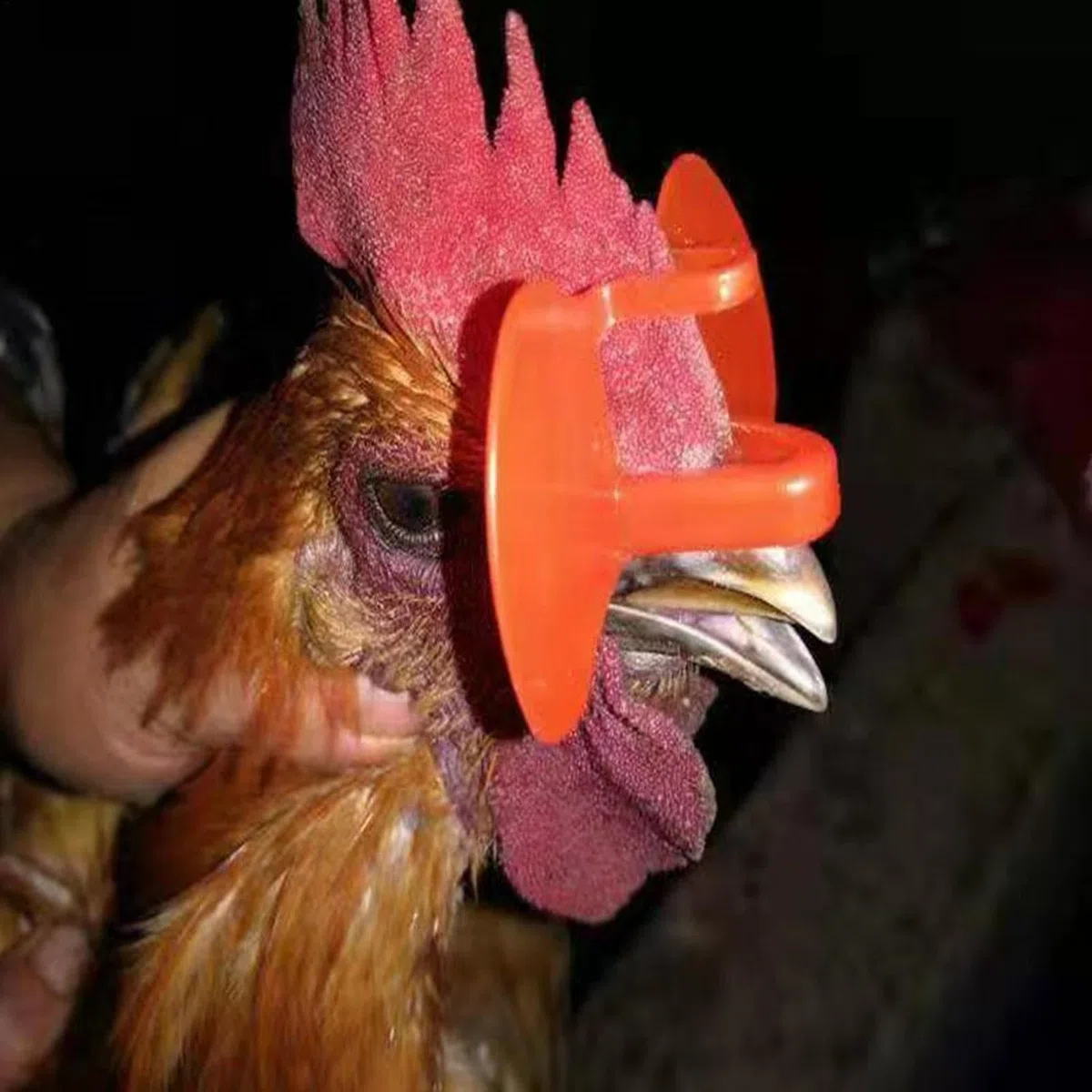 Gafas de pollo – Gafas de aves de corral – Gafas de de faisán de pollo con alicates para picar