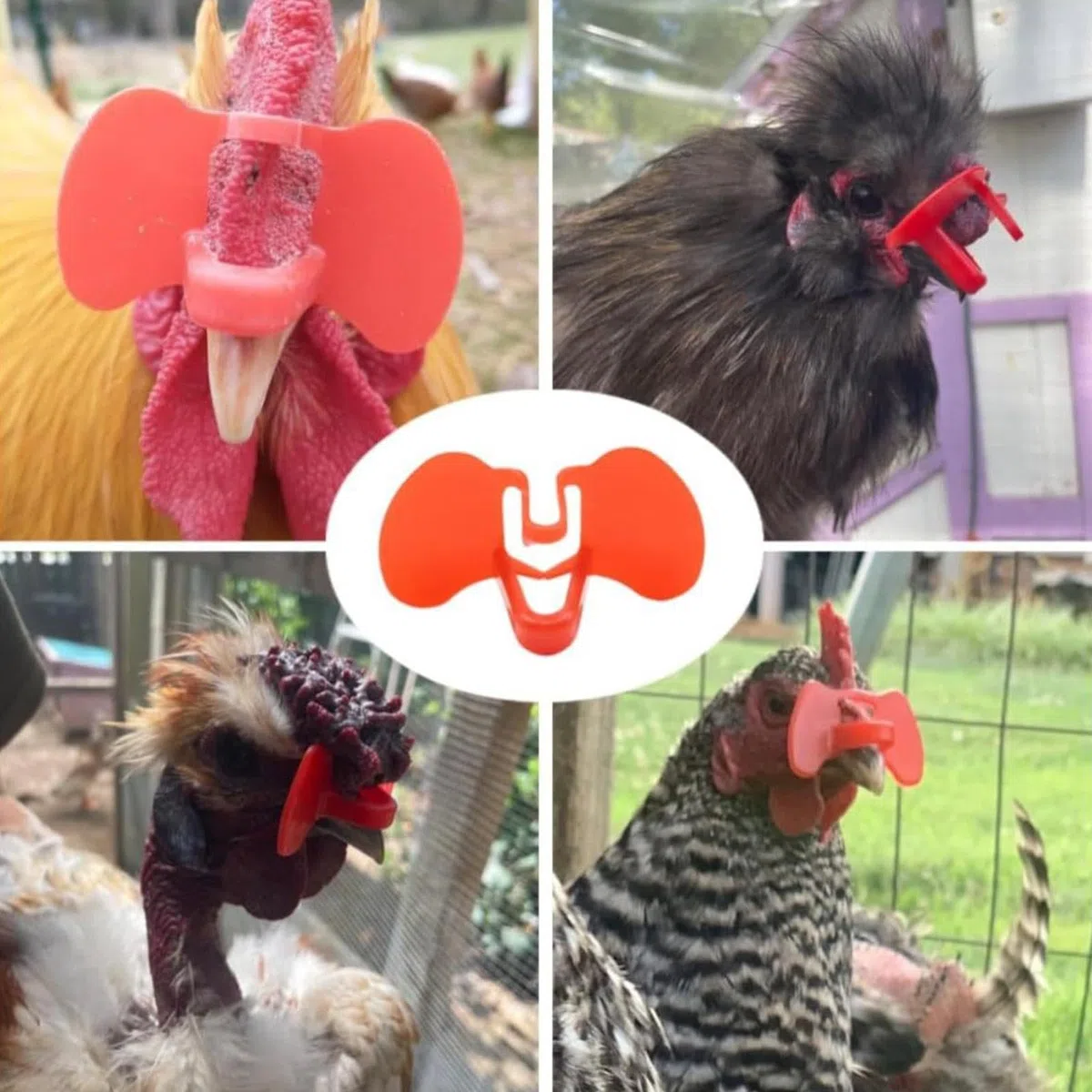 Gafas de pollo – Gafas de aves de corral – Gafas de de faisán de pollo con alicates para picar