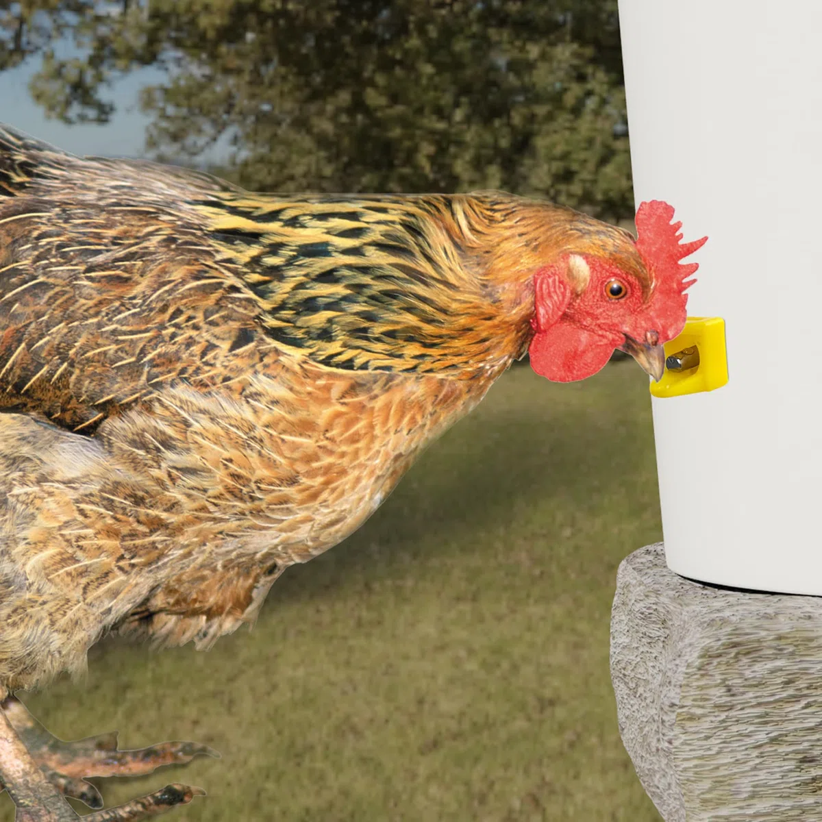 Pezones de riego de Pollo, Montaje Lateral Horizontal, Sistema de Agua automático antifugas para Aves de Corral, Adecuado para Pollos, Patos, codorniz, Paquete de, Incluye Broca y Herramienta