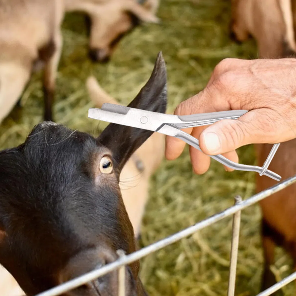 Alicates Para Hacer Muescas En Orejas De Cerdo - Alicates Para Marcar Ganado,Alicattes Para Hacer Muescas En Orejas De Cerdo Para Ganado | Animal Instruments Con Mango Ergonómico Para Identifi