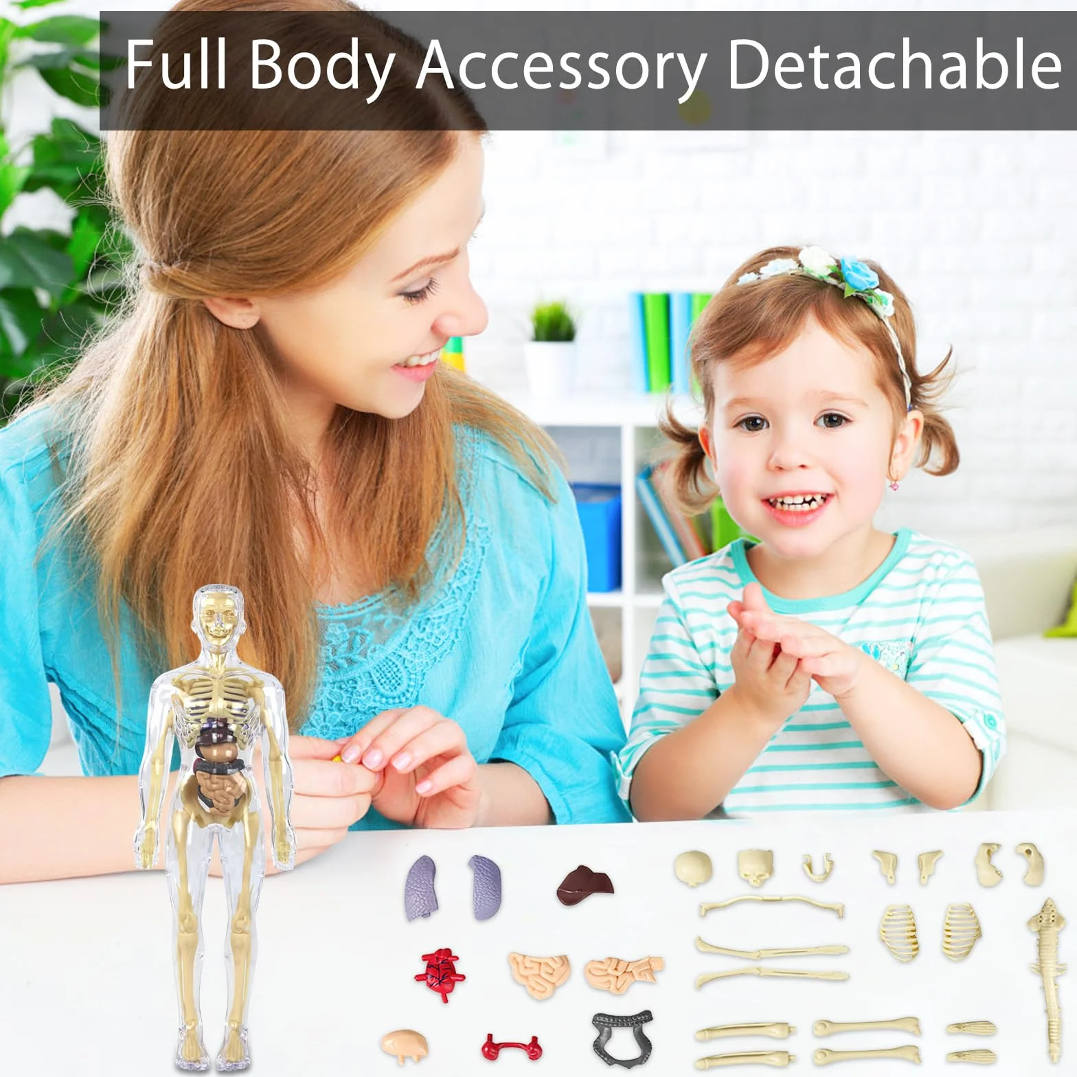 Modelo de torso de cuerpo humano 3D para niños, modelo de anatomía cuerpo humano, modelo de anatomía esqueleto, modelo de enseñanza cuerpo humano, modelo de esqueleto humano