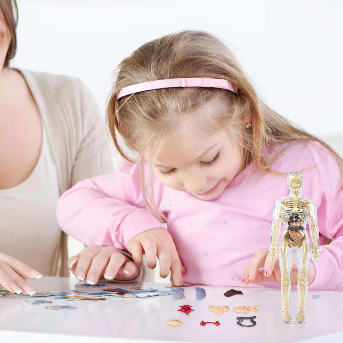 Modelo de torso de cuerpo humano 3D para niños, modelo de anatomía cuerpo humano, modelo de anatomía esqueleto, modelo de enseñanza cuerpo humano, modelo de esqueleto humano