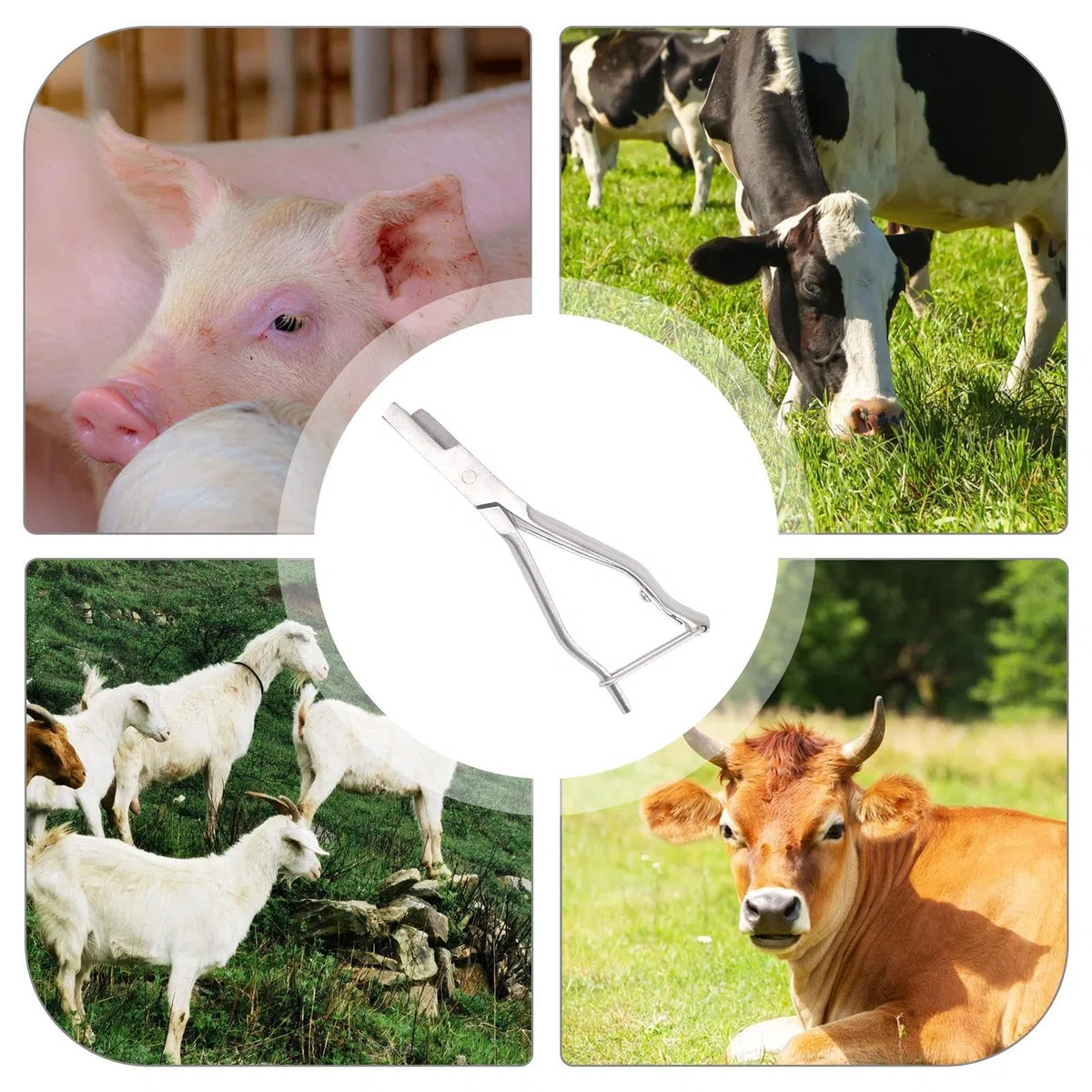 Alicates Para Hacer Muescas En Orejas De Cerdo - Alicates Para Marcar Ganado,Alicattes Para Hacer Muescas En Orejas De Cerdo Para Ganado | Animal Instruments Con Mango Ergonómico Para Identifi