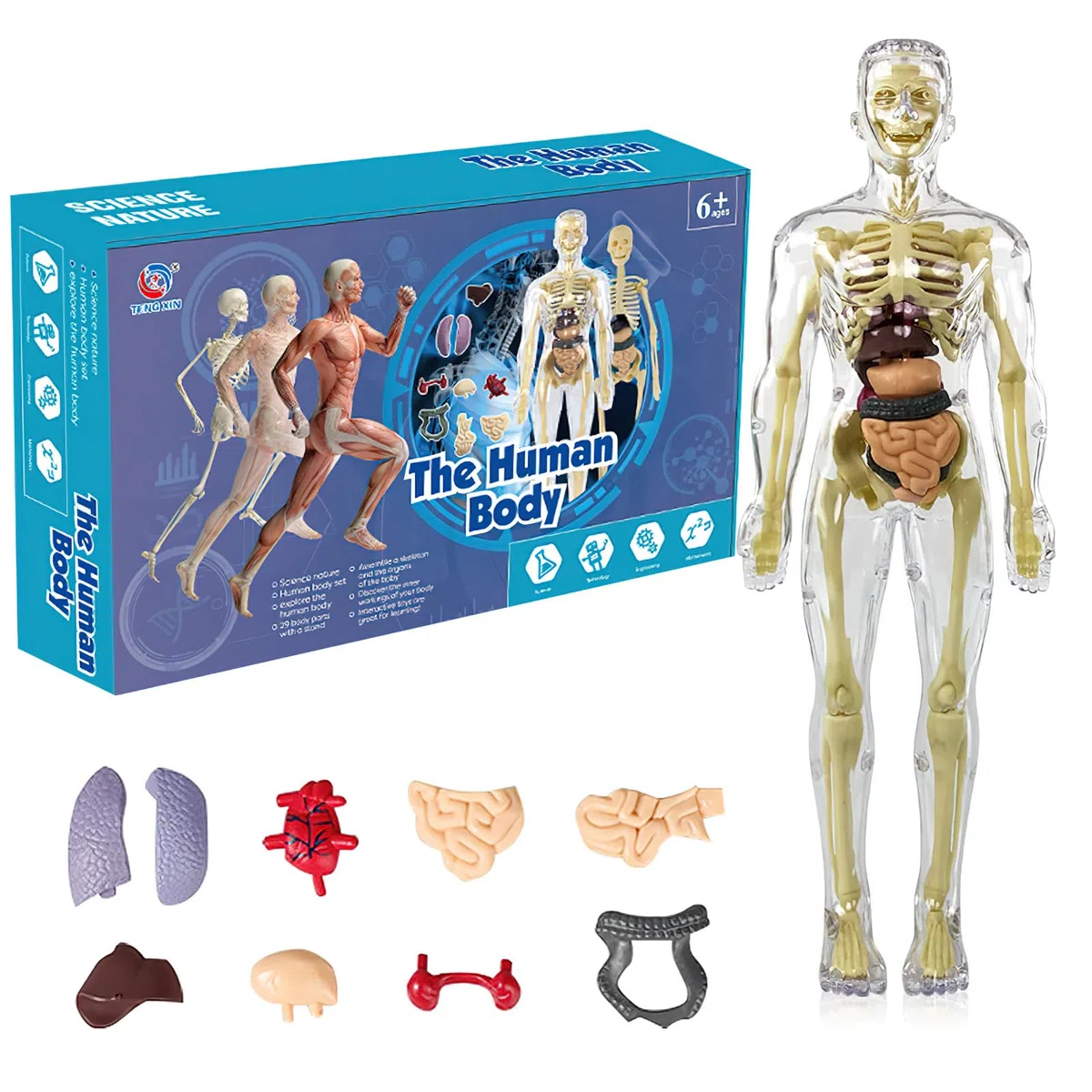 Modelo de torso de cuerpo humano 3D para niños, modelo de anatomía cuerpo humano, modelo de anatomía esqueleto, modelo de enseñanza cuerpo humano, modelo de esqueleto humano