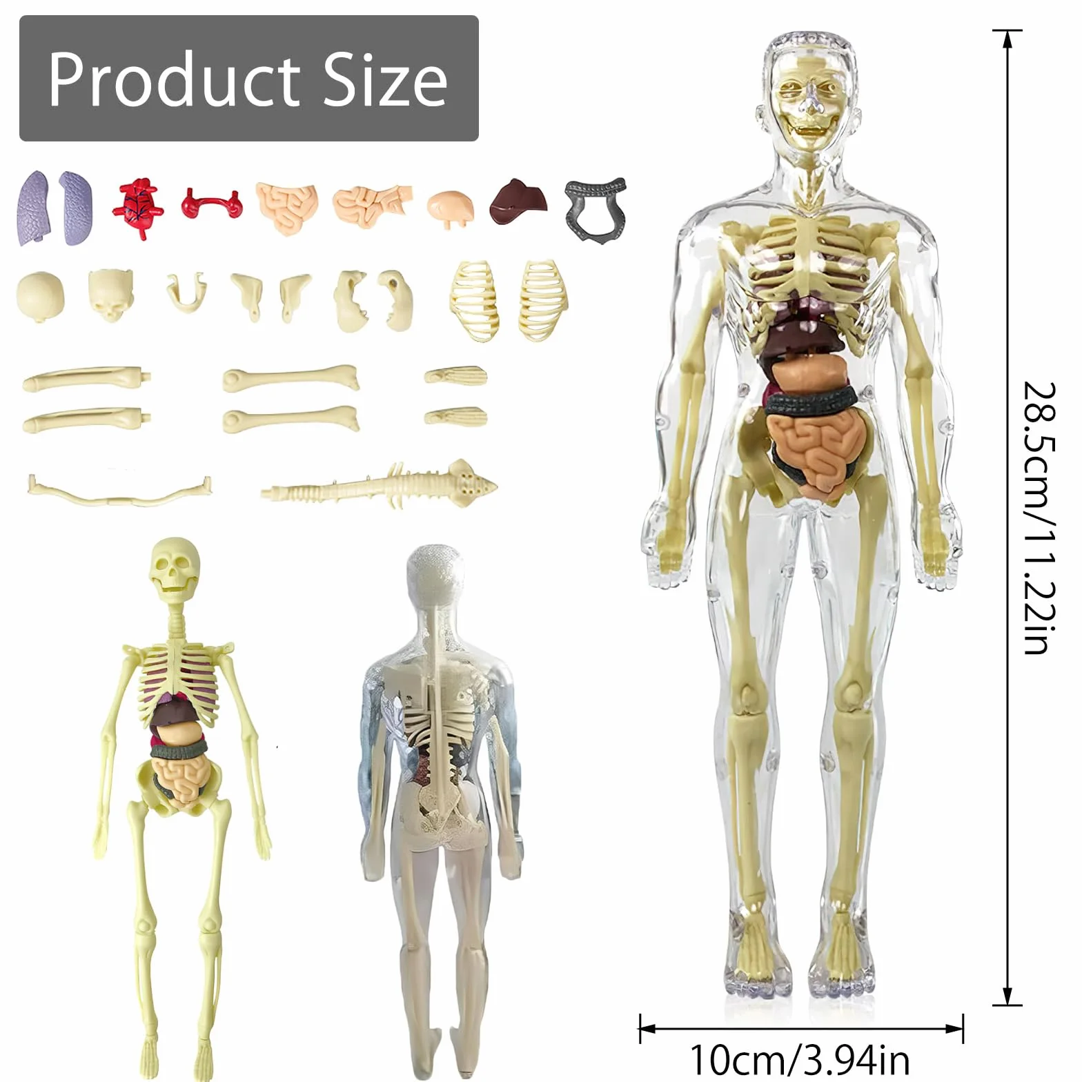 Modelo de torso de cuerpo humano 3D para niños, modelo de anatomía cuerpo humano, modelo de anatomía esqueleto, modelo de enseñanza cuerpo humano, modelo de esqueleto humano