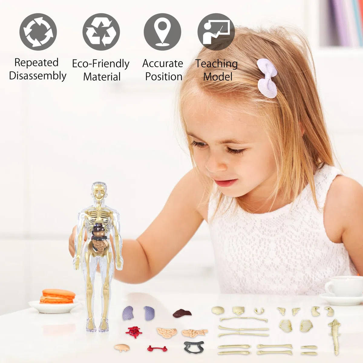 Modelo de torso de cuerpo humano 3D para niños, modelo de anatomía cuerpo humano, modelo de anatomía esqueleto, modelo de enseñanza cuerpo humano, modelo de esqueleto humano